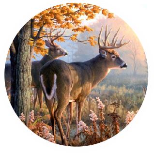 CT17 Deer Coaster